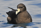 White-chinned petrel276 copy.jpg